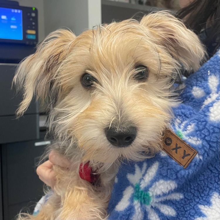 Animal à l'adoption
