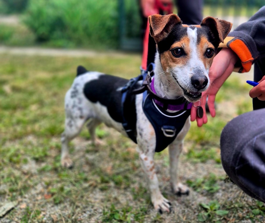 Animal à l'adoption