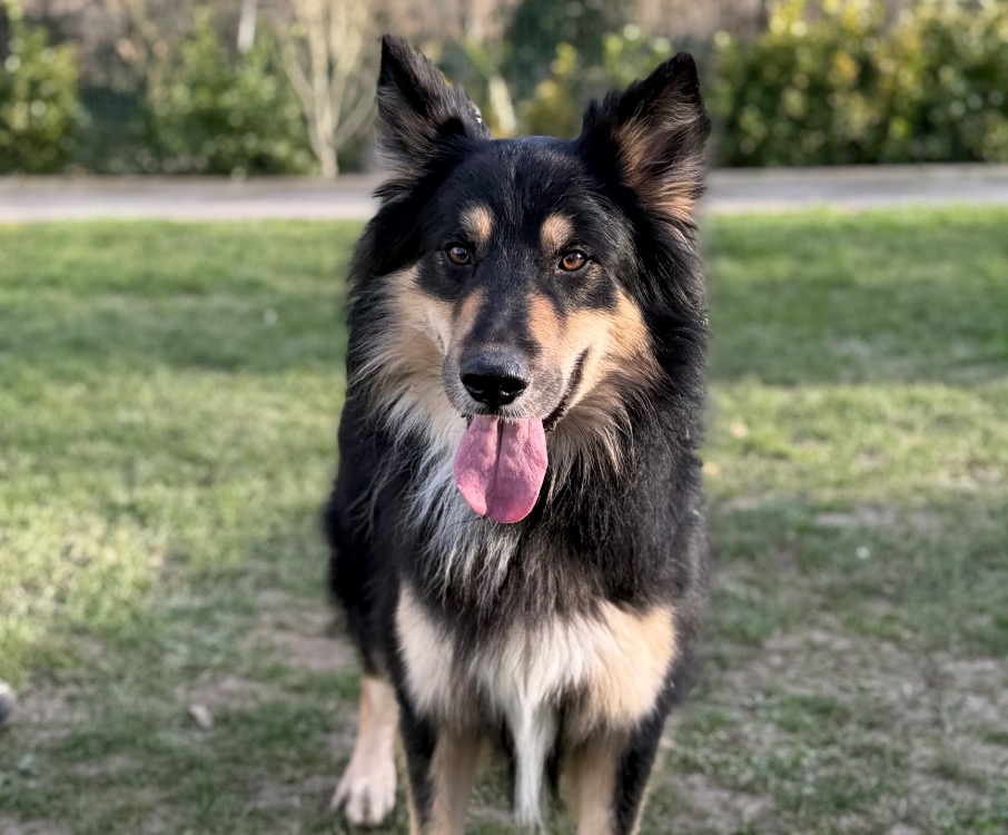 Animal à l'adoption