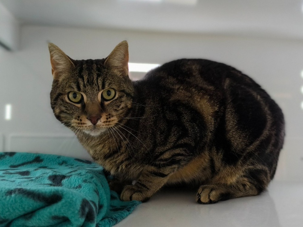 Animal à l'adoption