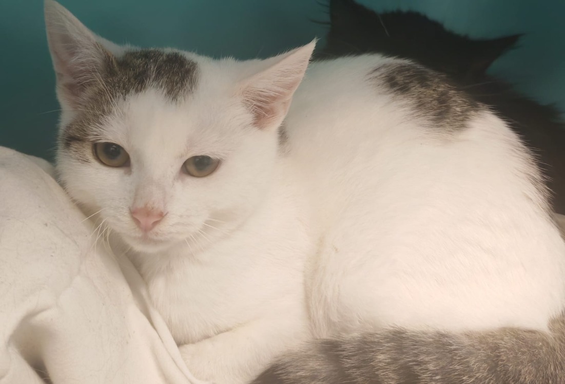 Animal à l'adoption