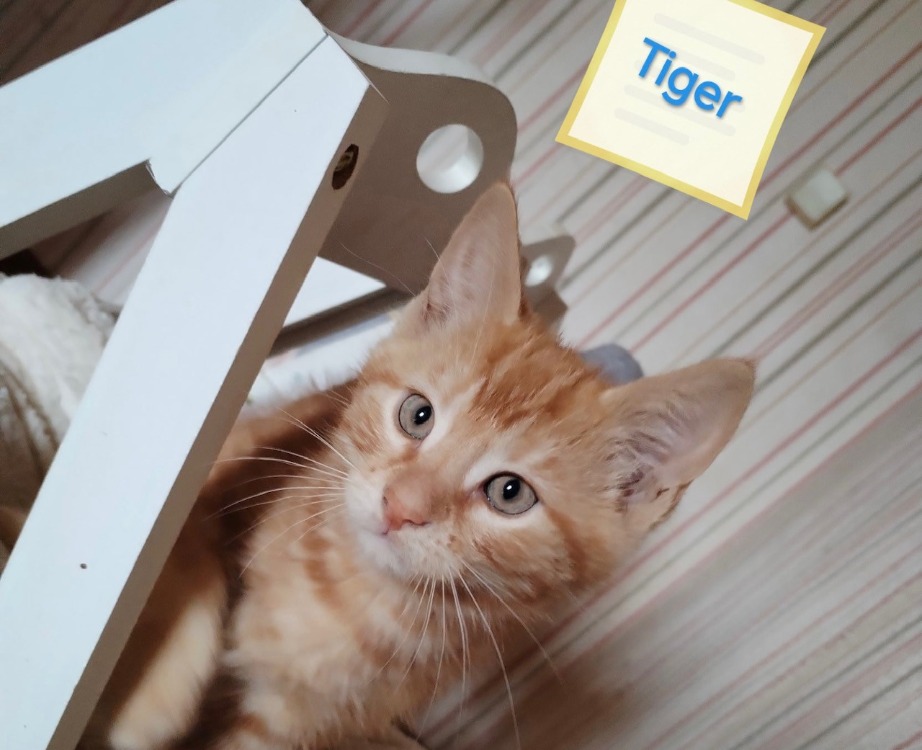 Tiger