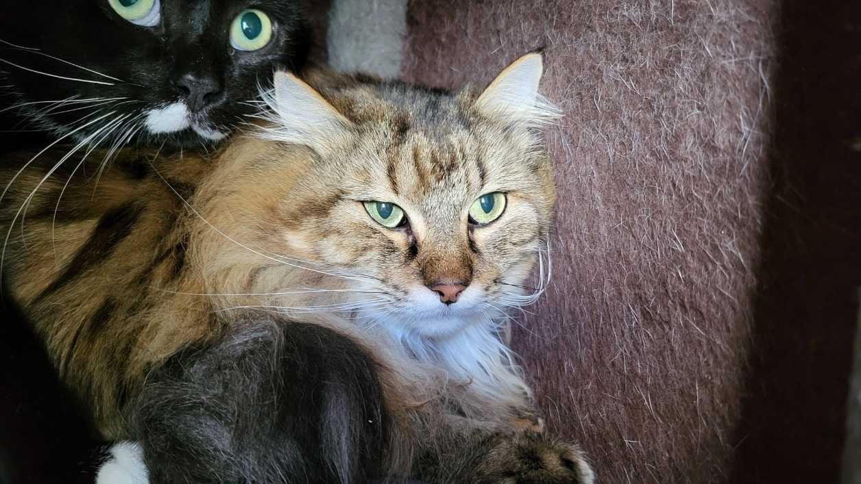 Tigrou