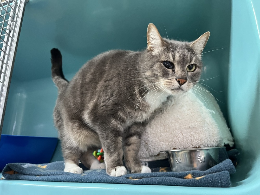 Animal à l'adoption