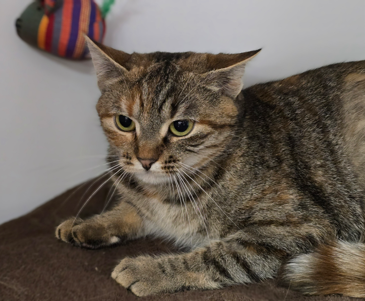 Animal à l'adoption