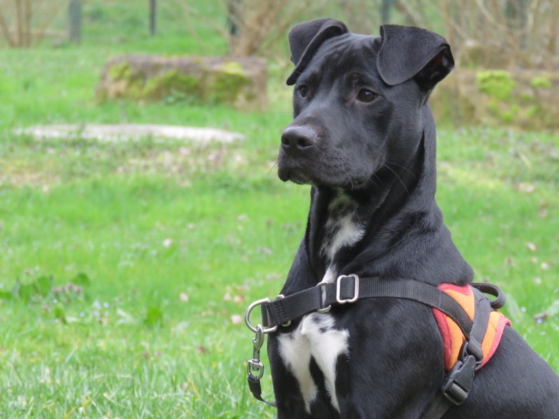 Animal à l'adoption