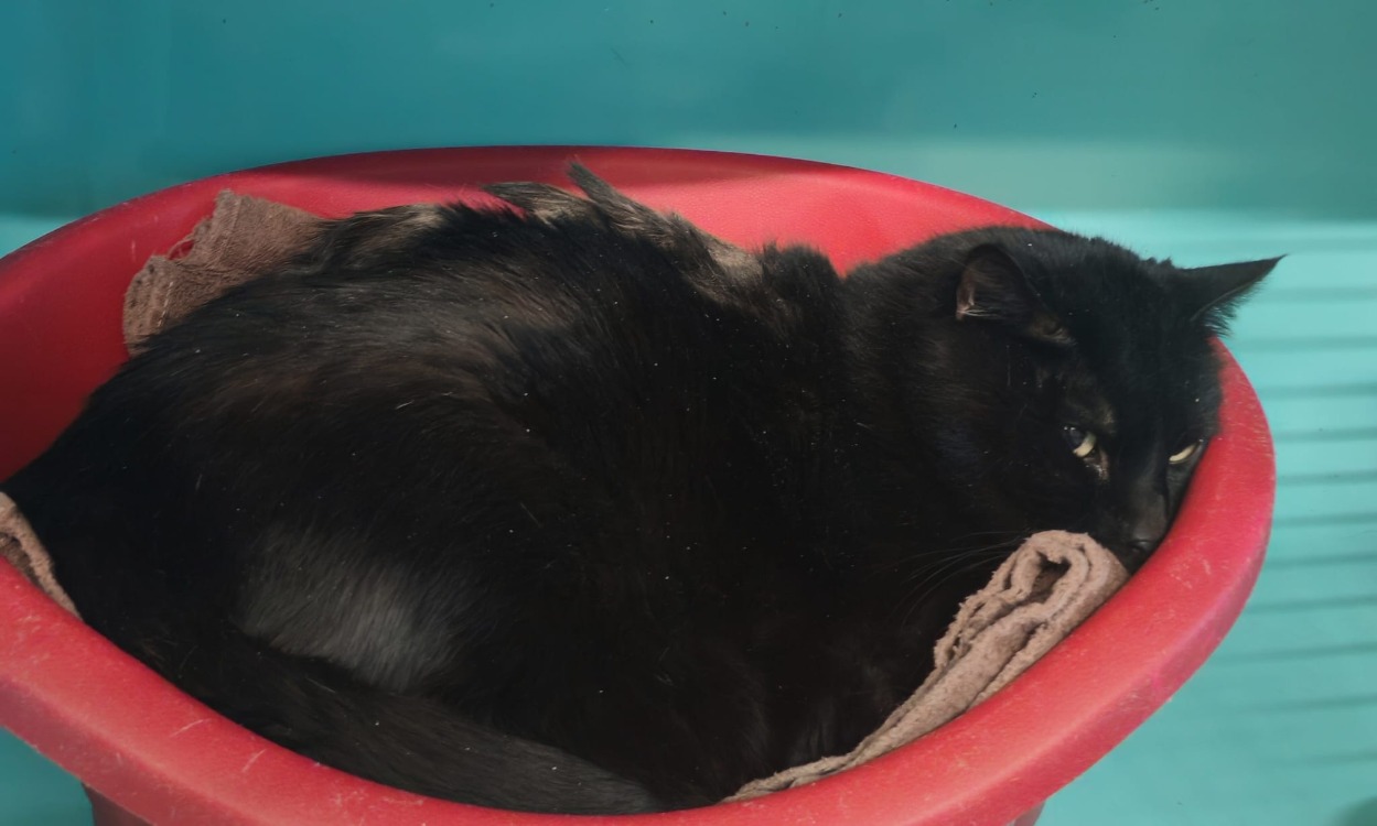 Animal à l'adoption