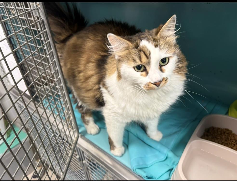 Animal à l'adoption