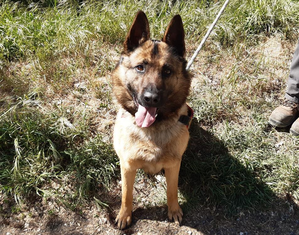 Photo de Tirex (réservé)