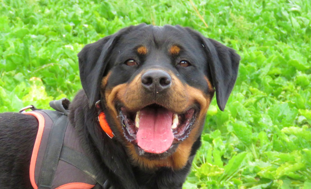 Animal à l'adoption