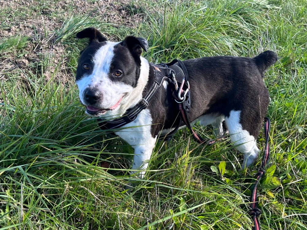 Animal à l'adoption