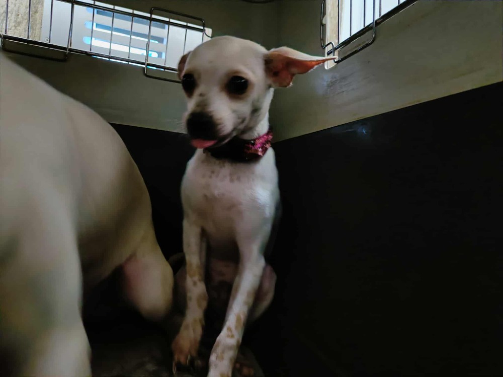 Animal à l'adoption