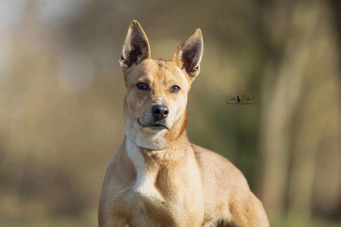 Animal à l'adoption