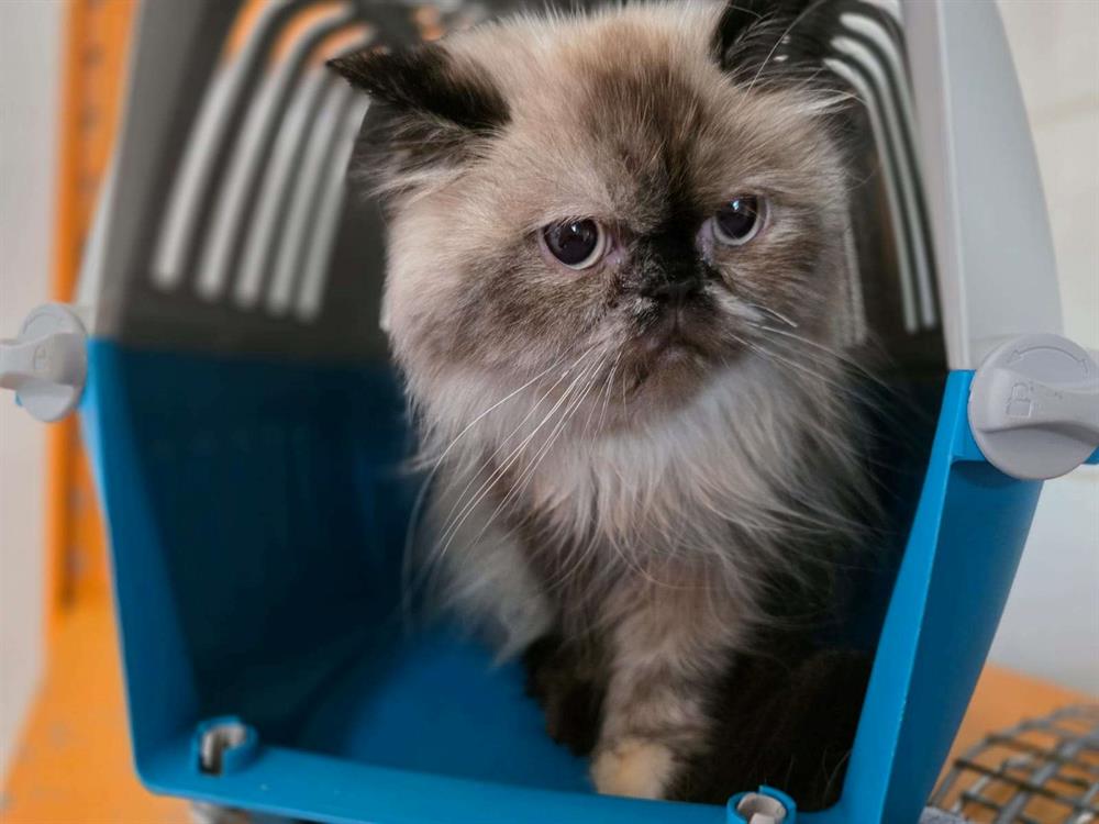 Animal à l'adoption