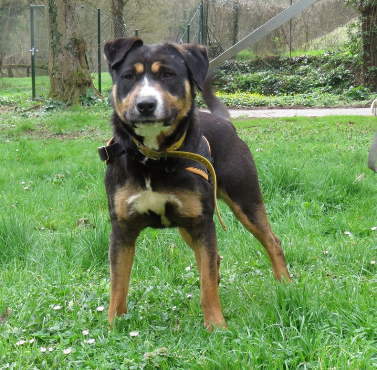 Animal à l'adoption