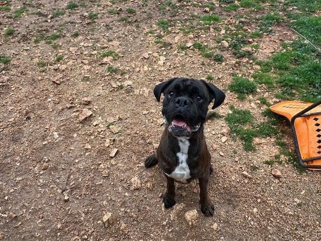 Animal à l'adoption
