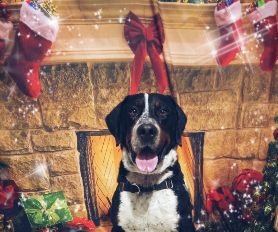 Animal à l'adoption