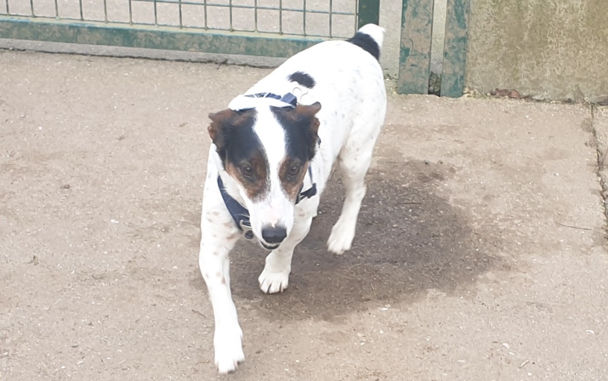 Animal à l'adoption