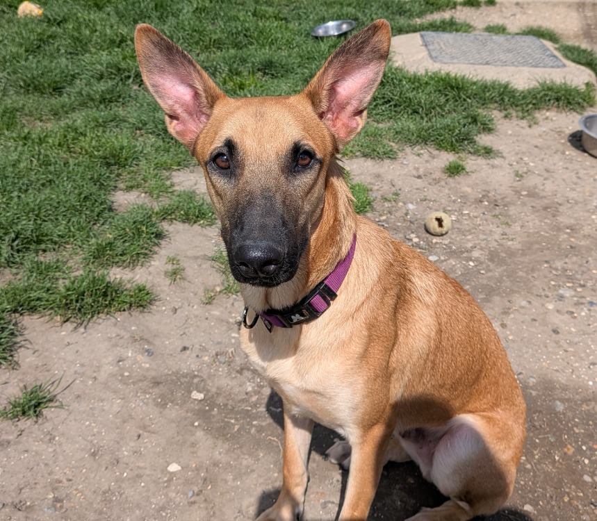 Animal à l'adoption