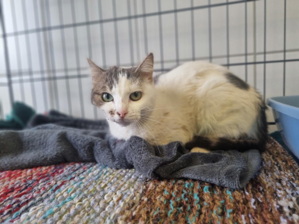 Animal à l'adoption