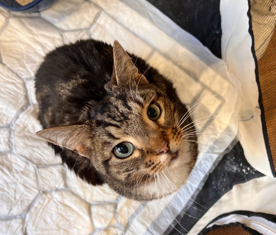 Tom