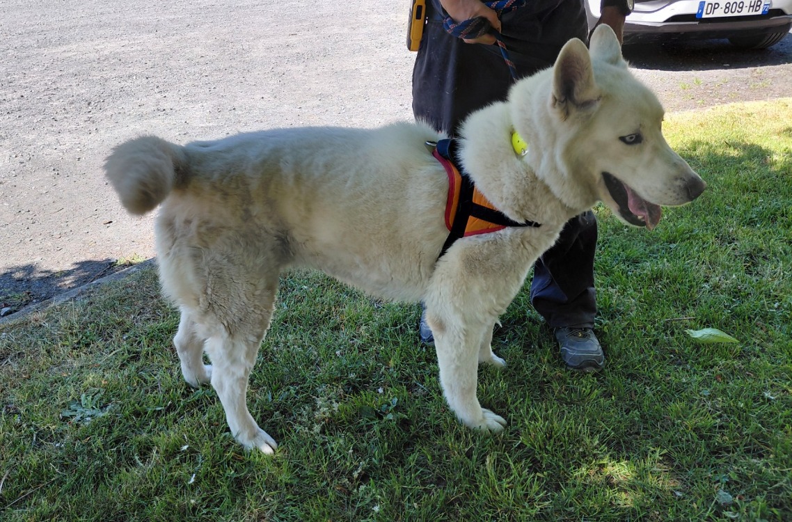 Animal à l'adoption