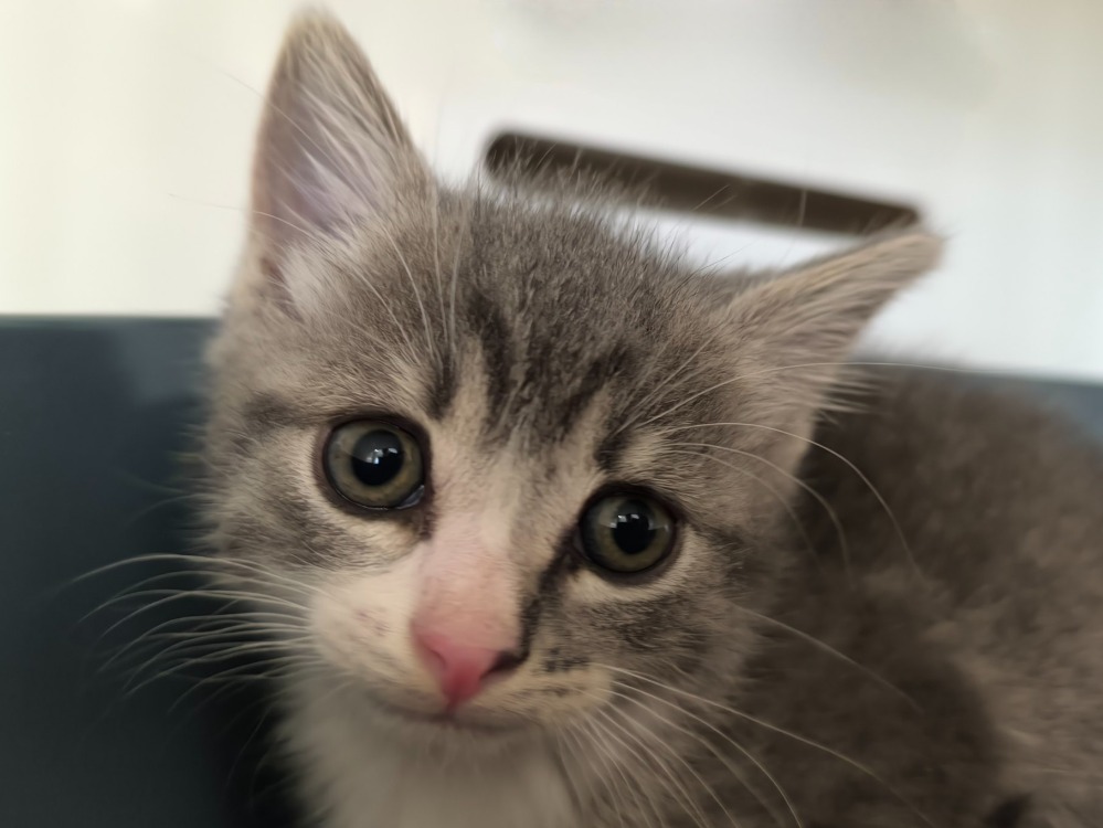 Tom