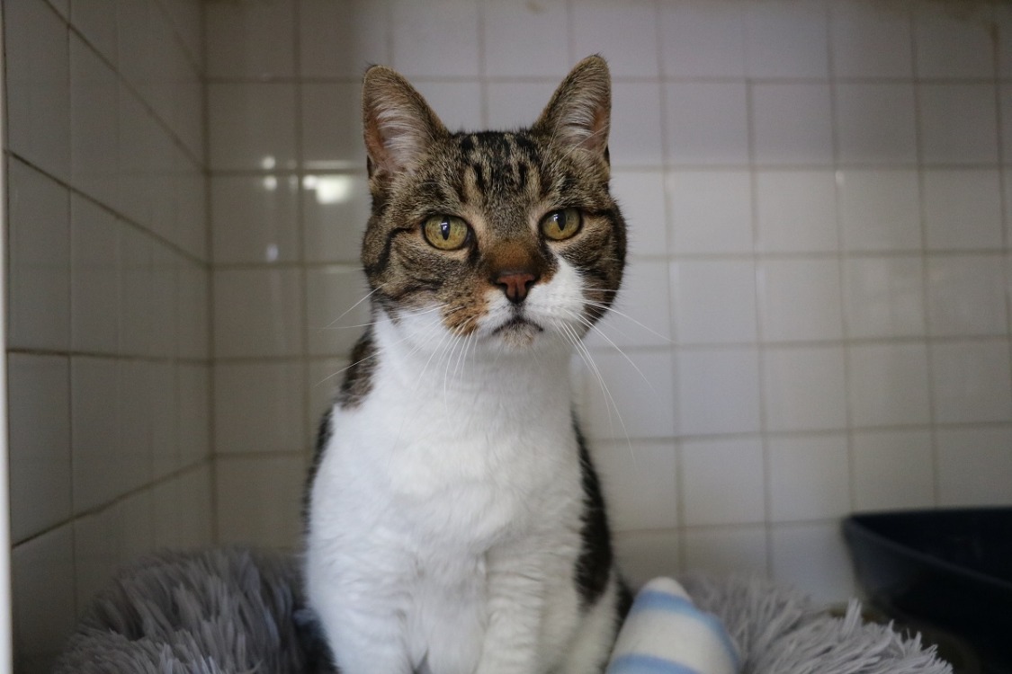 Animal à l'adoption