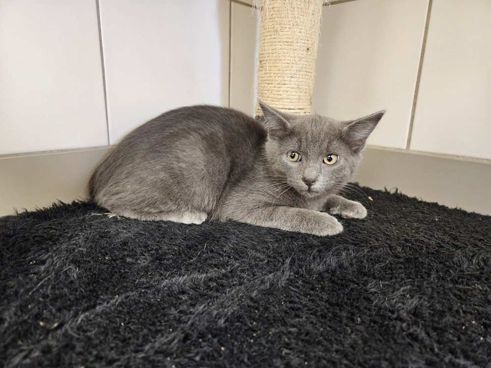Animal à l'adoption
