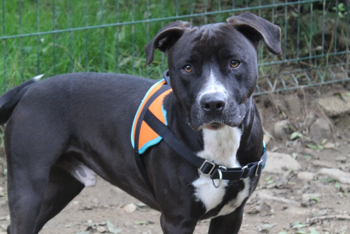 Animal à l'adoption