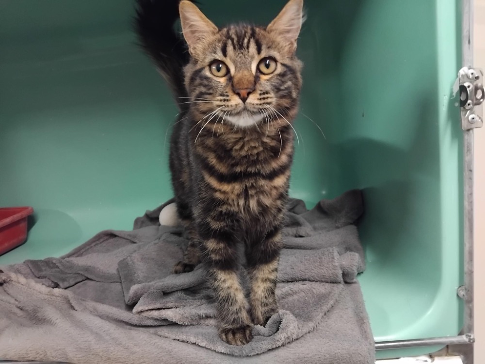 Animal à l'adoption