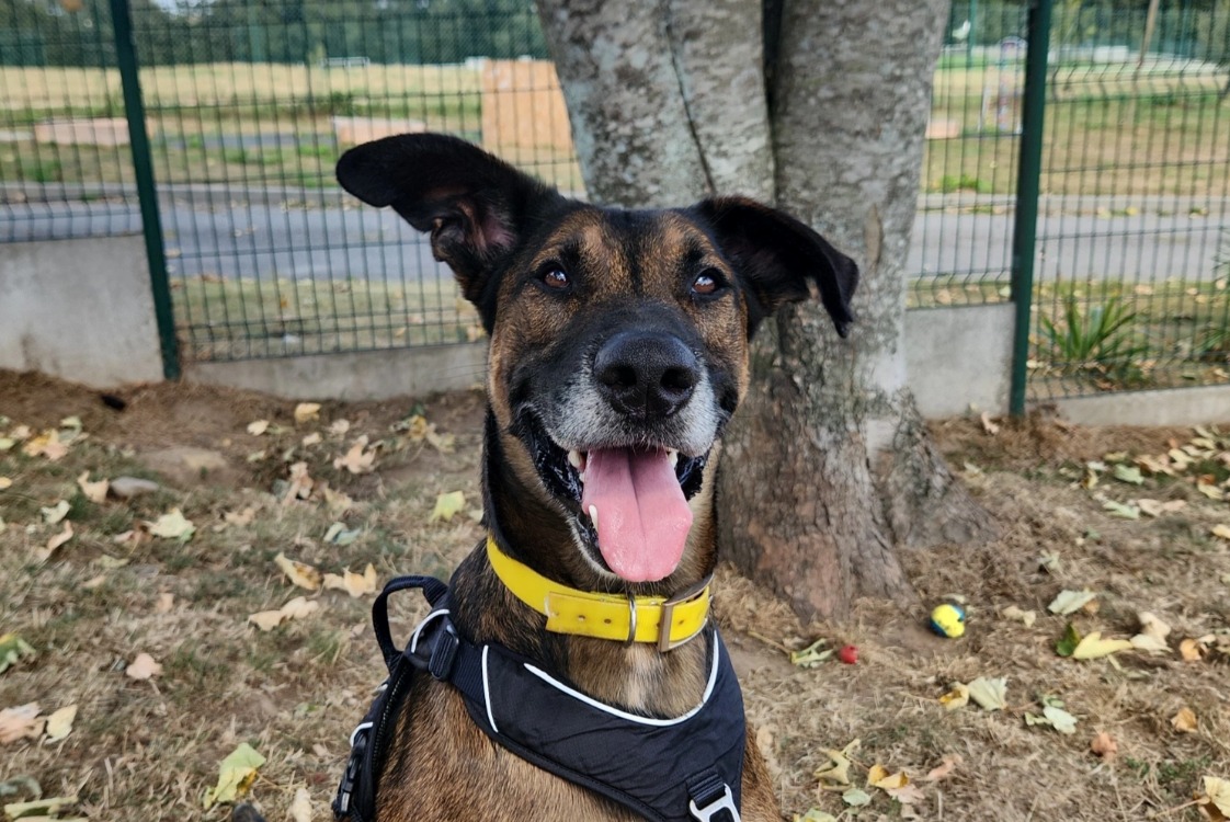Animal à l'adoption