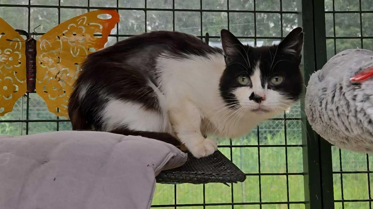 Animal à l'adoption