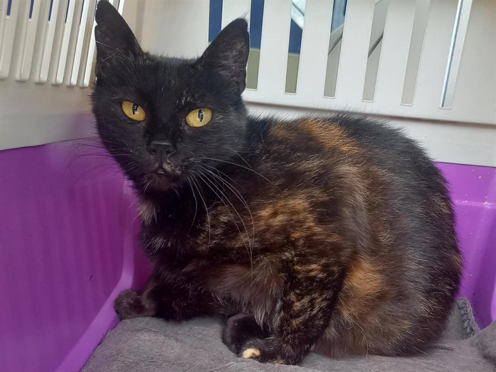 Animal à l'adoption