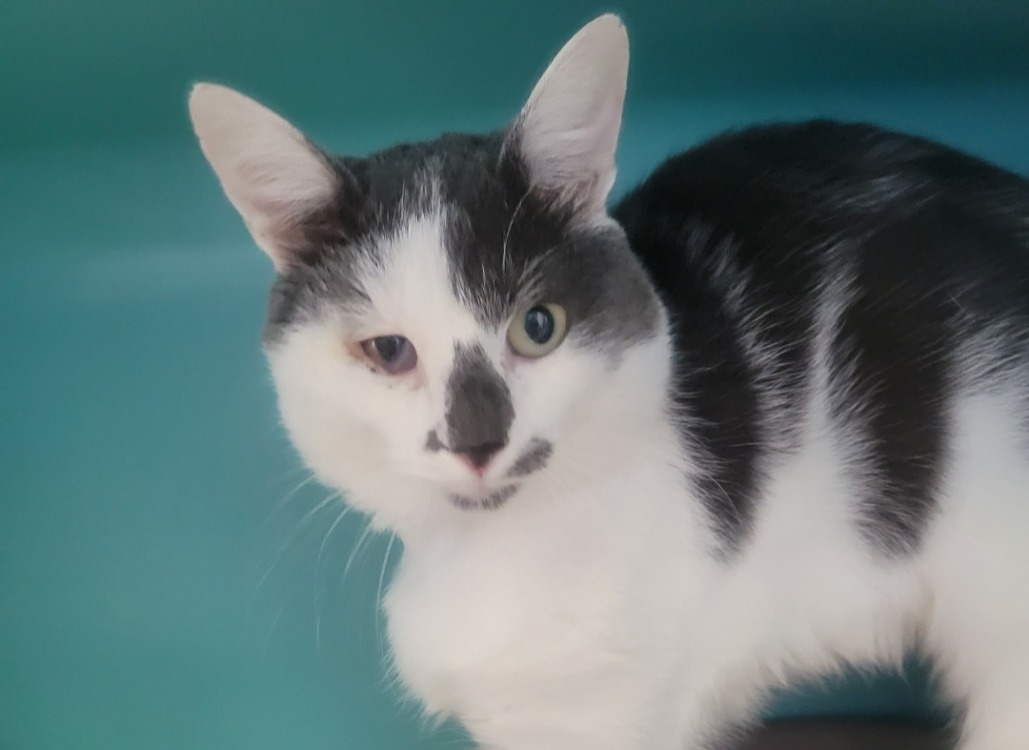 Animal à l'adoption