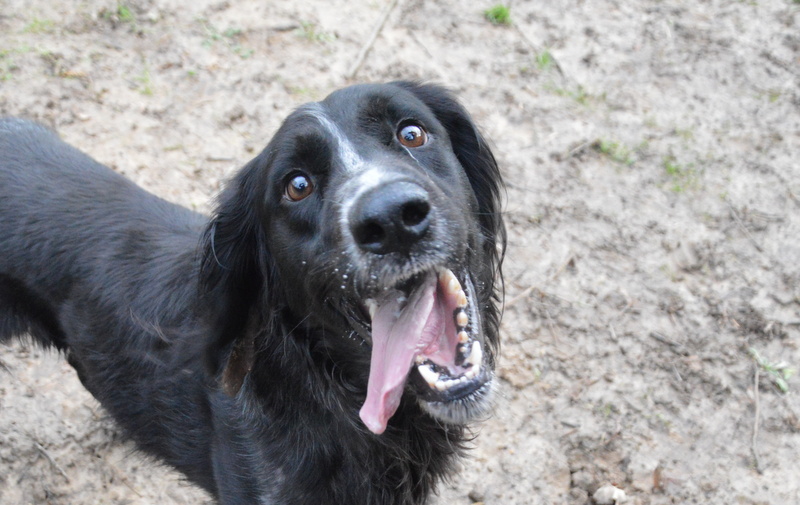 Animal à l'adoption