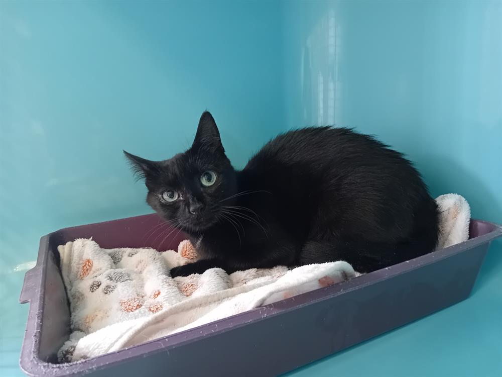 Animal à l'adoption