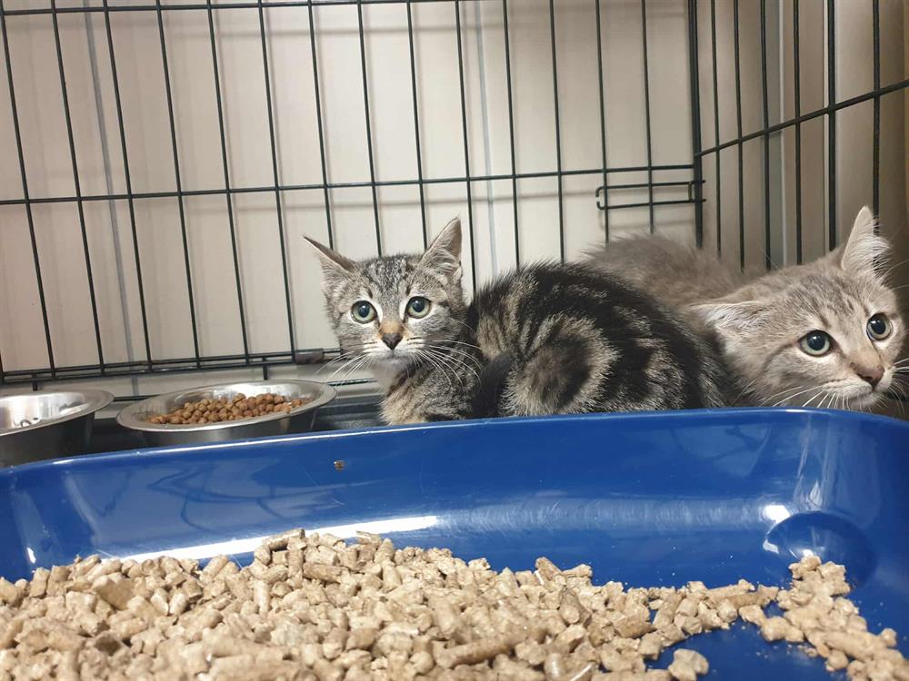 Animal à l'adoption