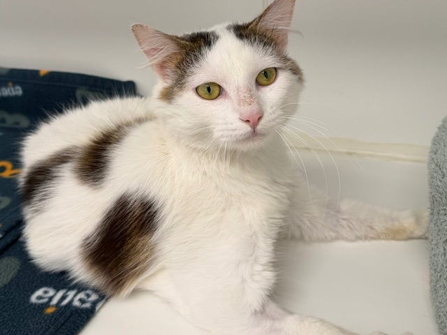 Animal à l'adoption
