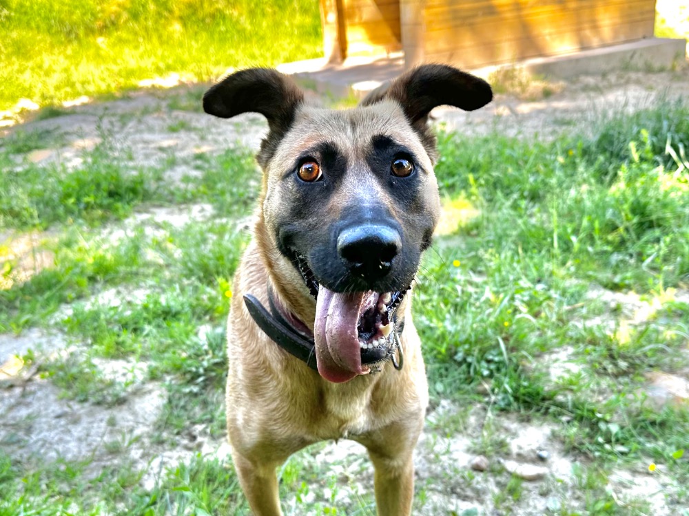 Trixie