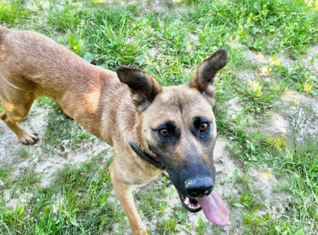 Photo de Trixie