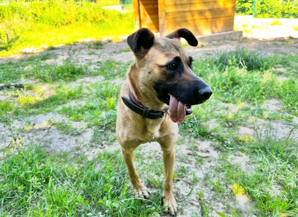 Photo de Trixie