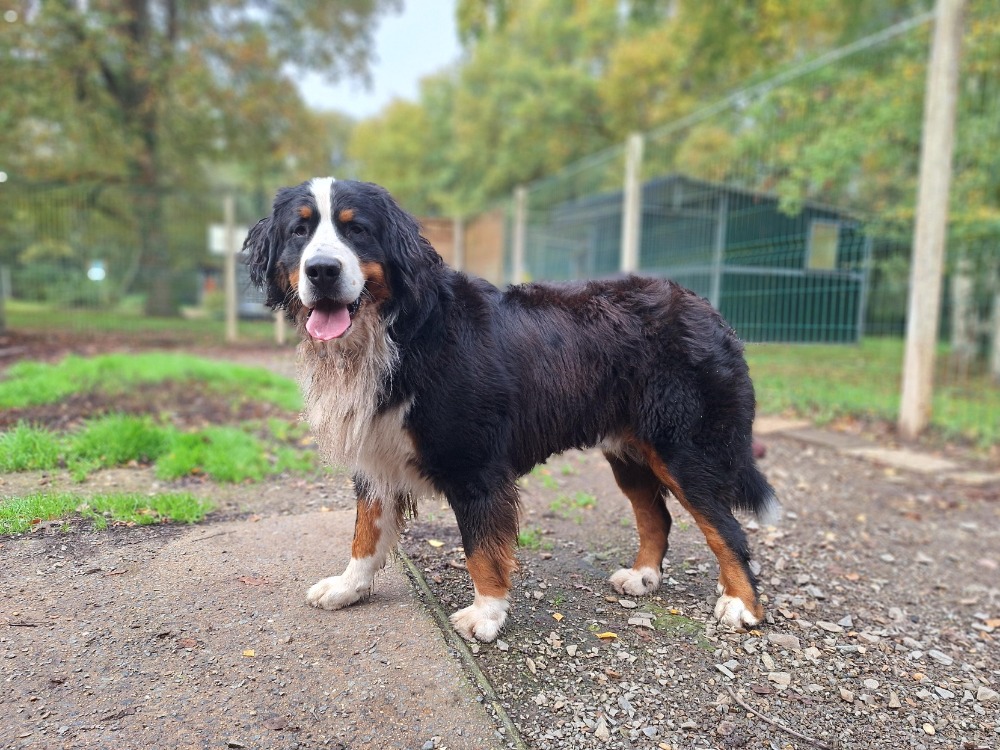 Animal à l'adoption