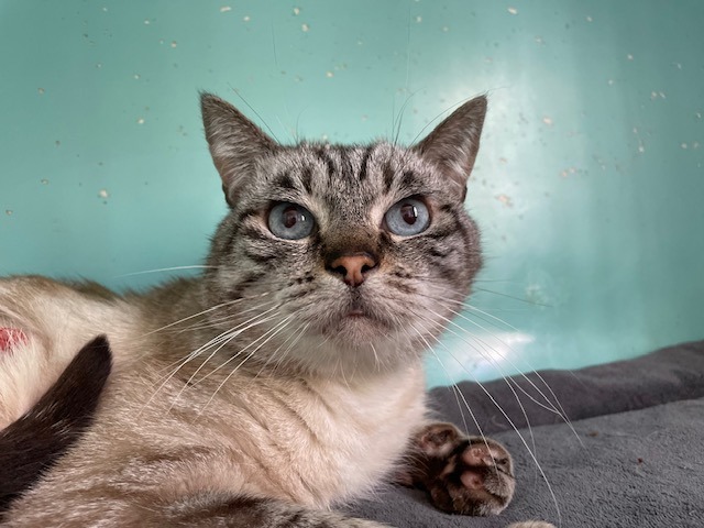 Animal à l'adoption