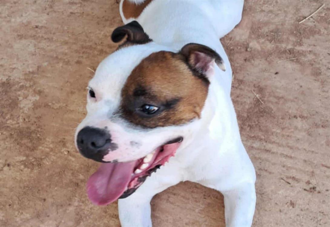 Animal à l'adoption