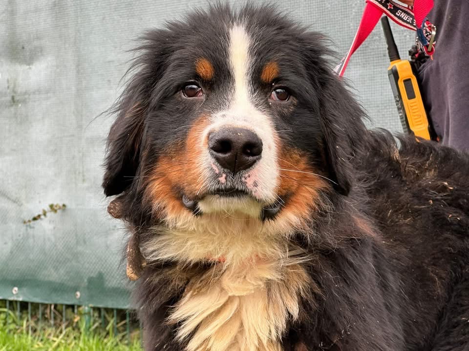 Animal à l'adoption