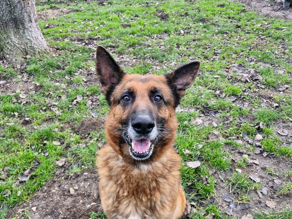 Tyson 2