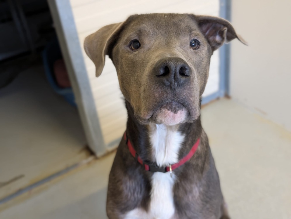 Animal à l'adoption