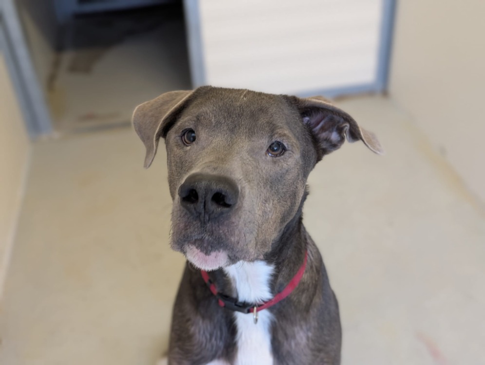 Photo de Tyson