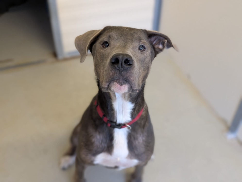 Photo de Tyson